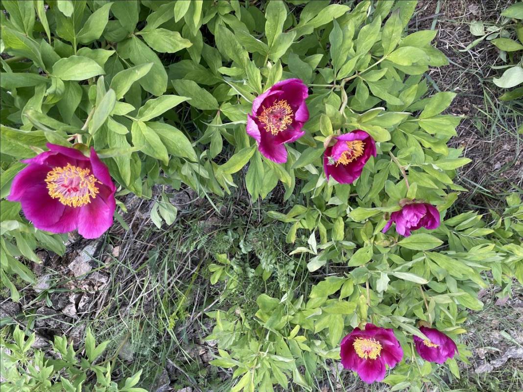 Şifa deposu fakat sadece 15 gün ömrü var! Ağrı kesici ve antioksidan etkiye sahip 5